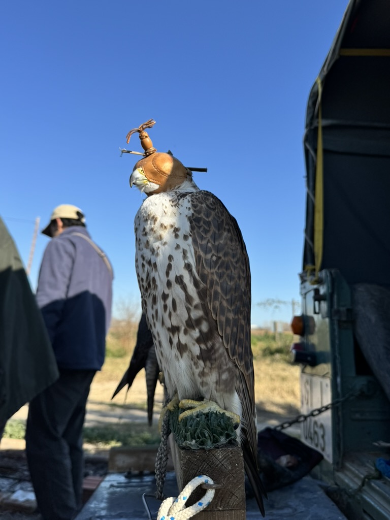 and his falcon